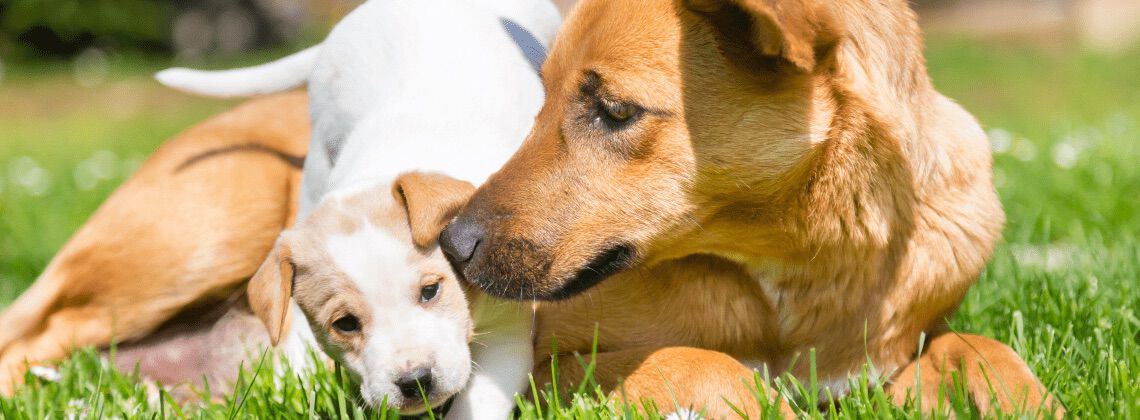 [paste advice page name here]